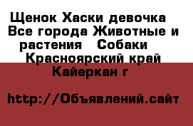 Щенок Хаски девочка - Все города Животные и растения » Собаки   . Красноярский край,Кайеркан г.